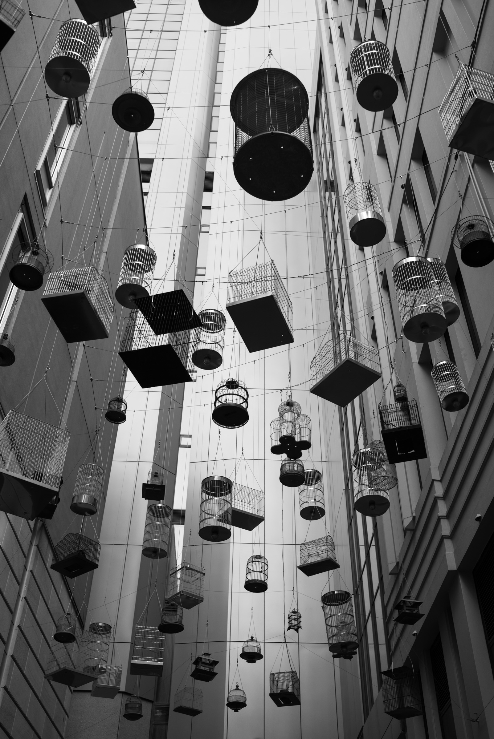 Dozens of empty birdcages strung on wires between buildings, none of them holding anything
