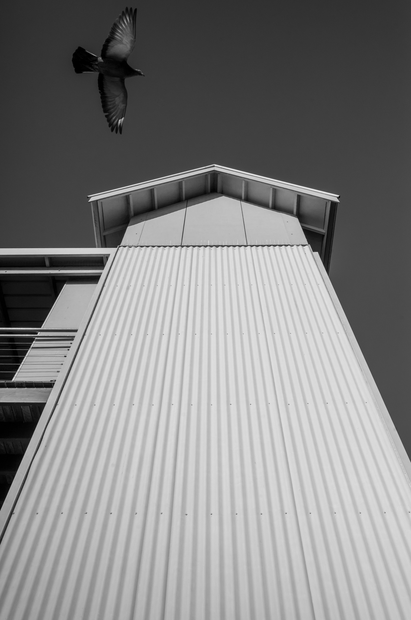 A bird in flight above the sharp angular lines of a corrugated-iron roof, shot from directly below